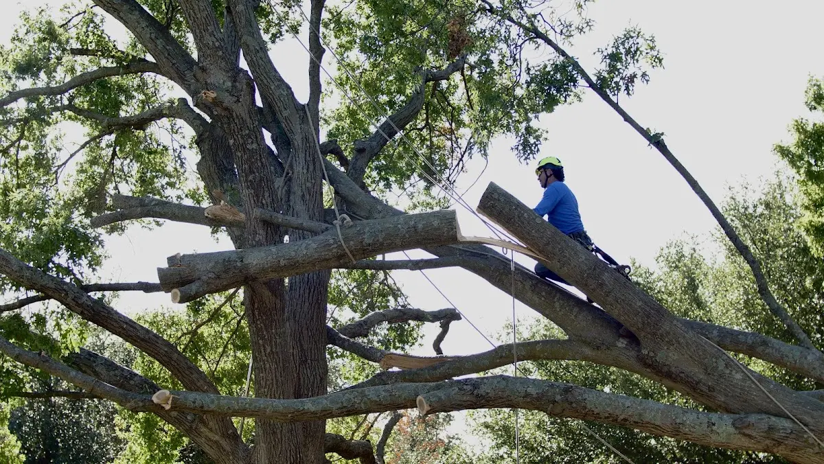 Professional Crown Thinning performed by certified arborists in Bokchito