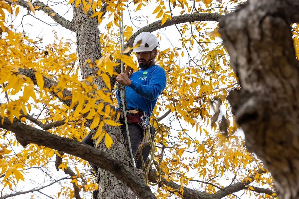 Skilled Tree Trimming crew working in Bokchito